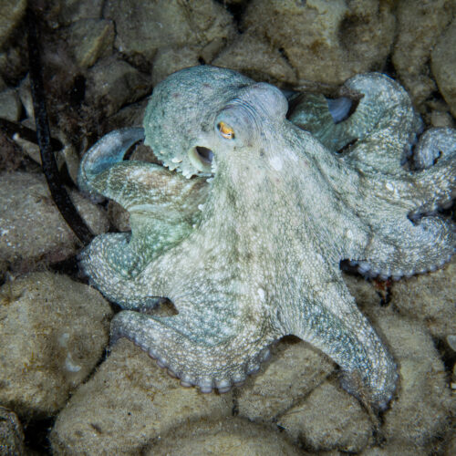 Oktopus