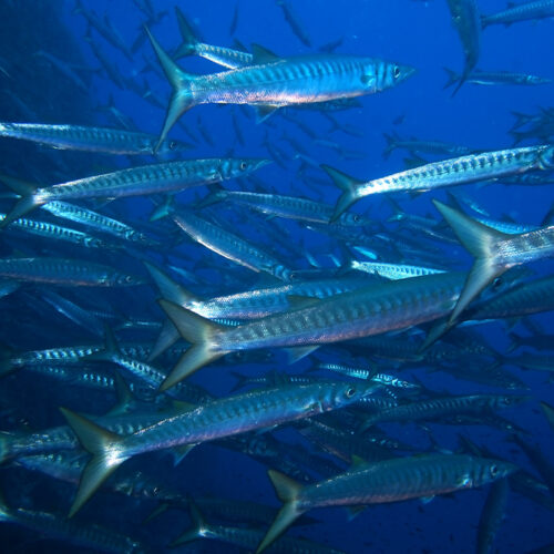 Barracuda Schwarm